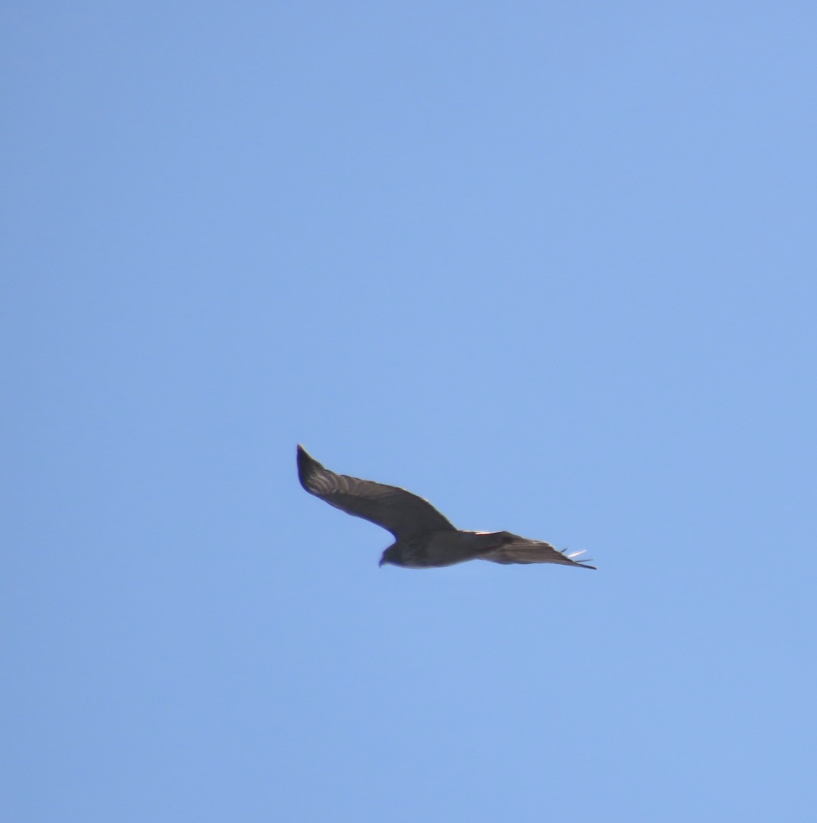 Red-tailed Hawk - ML646251109