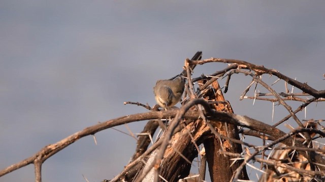 Cape Wagtail - ML646251110