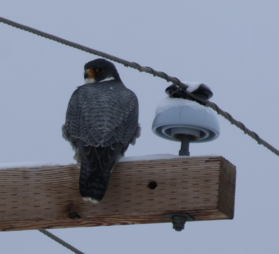 Peregrine Falcon - ML646251111