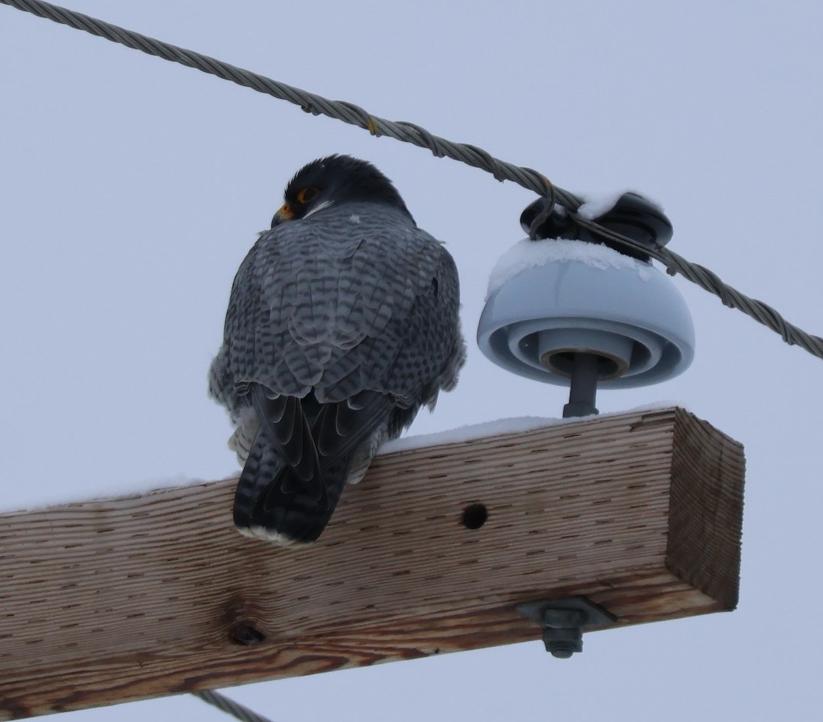 Peregrine Falcon - ML646251112