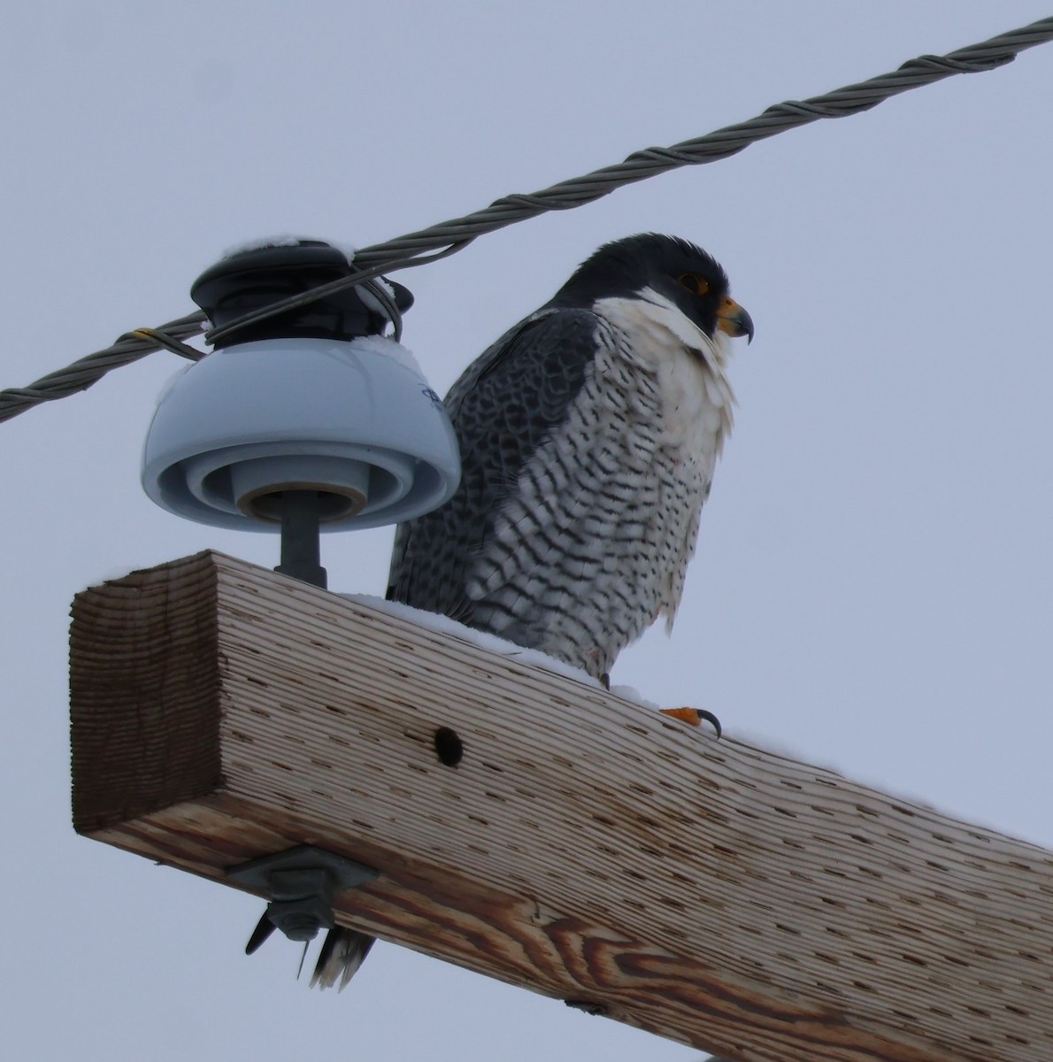 Peregrine Falcon - ML646251113