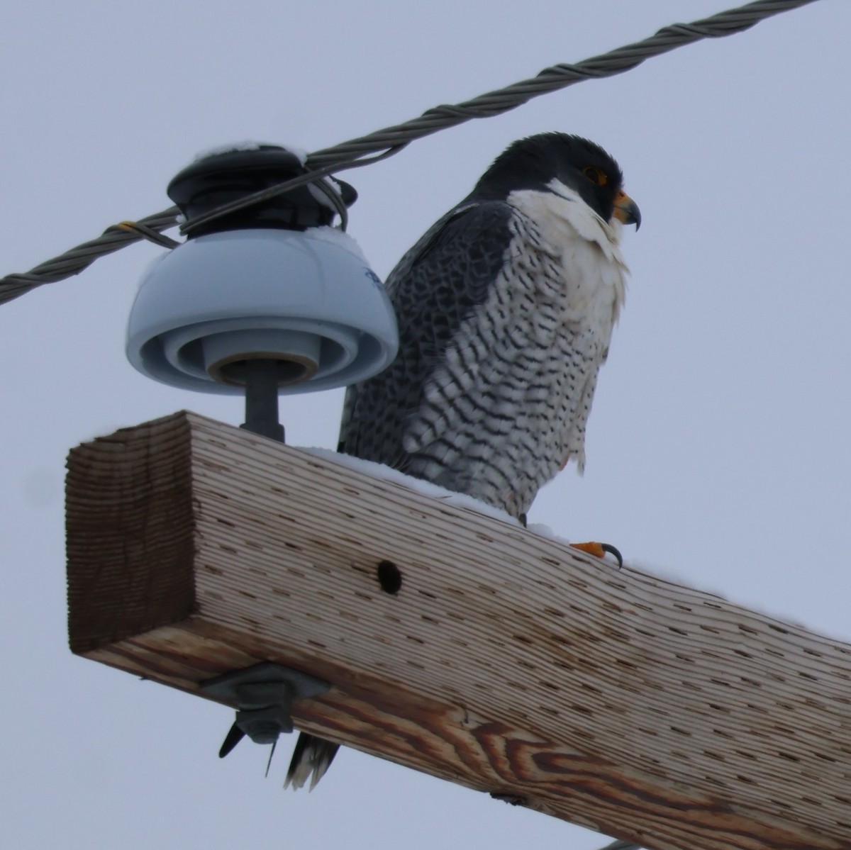 Peregrine Falcon - ML646251114