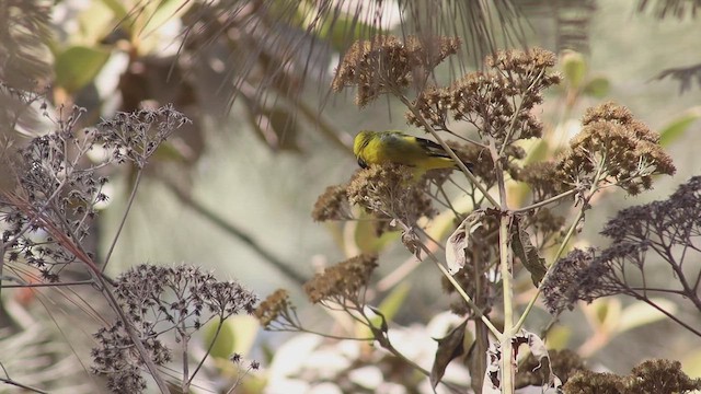 Black-headed Siskin - ML646251118
