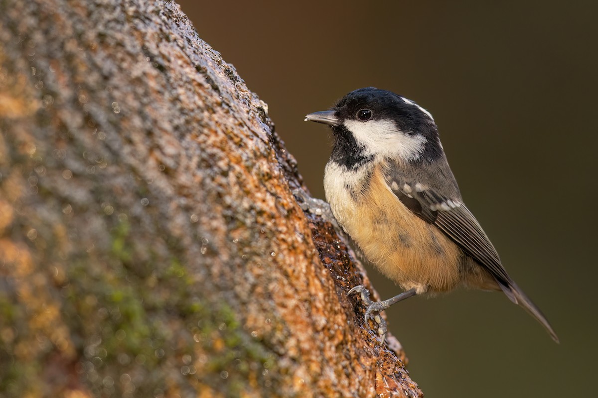 sýkora uhelníček (ssp. britannicus/hibernicus) - ML646251125