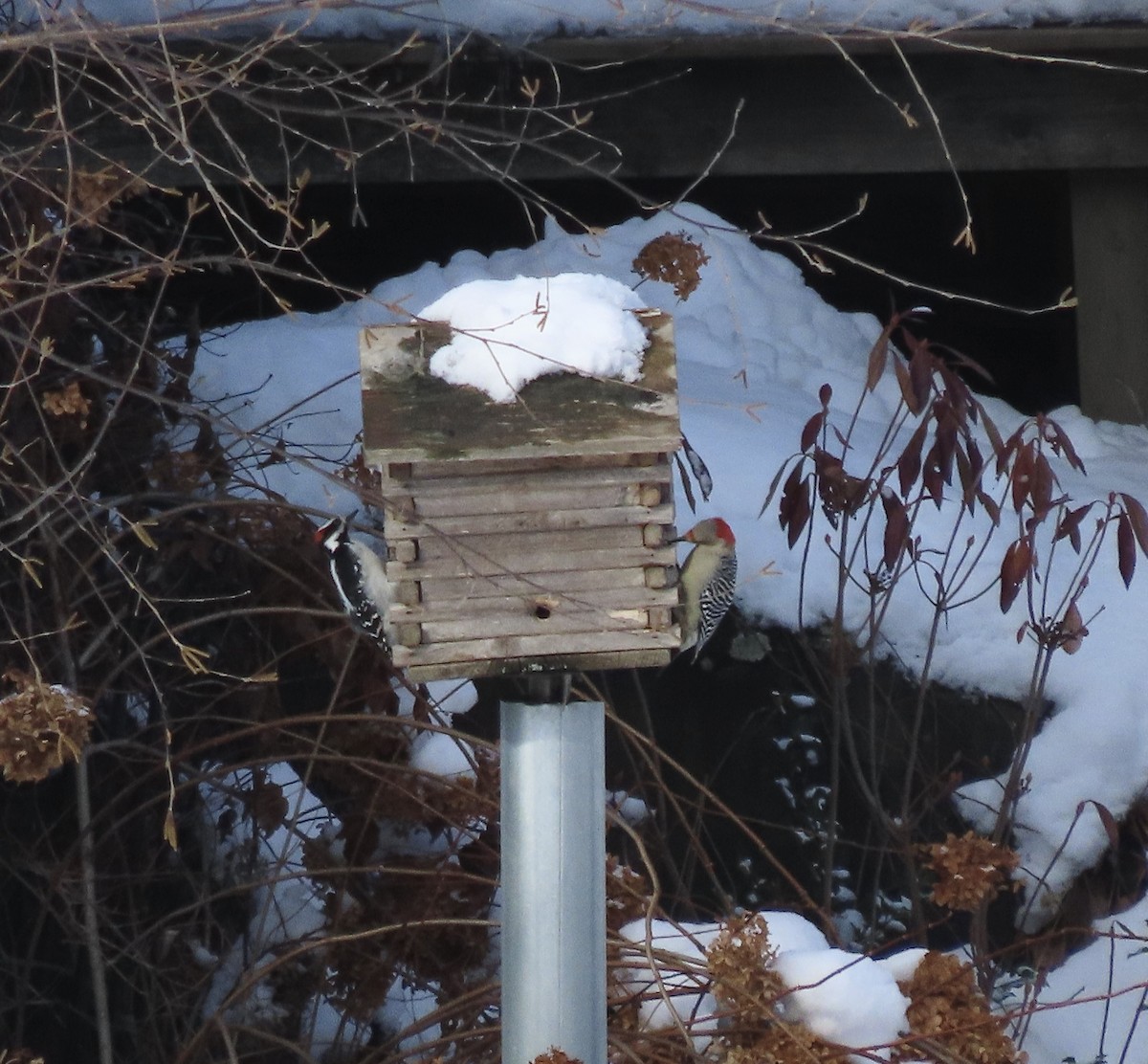 Red-bellied Woodpecker - ML646251126