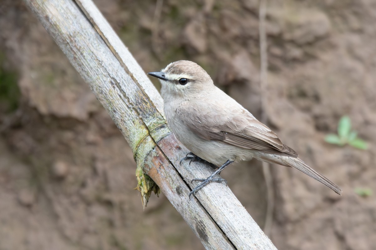 Drab Water Tyrant - ML646251149