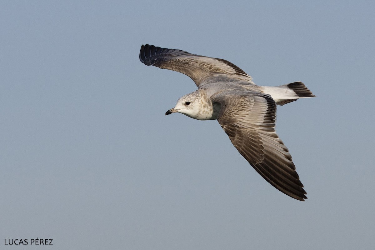 Common Gull - ML646251154