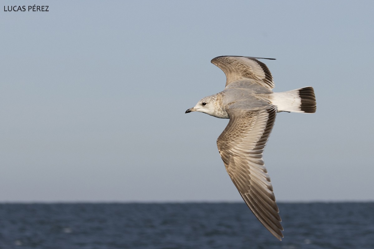 Common Gull - ML646251155