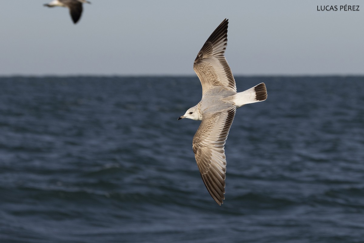 Common Gull - ML646251156