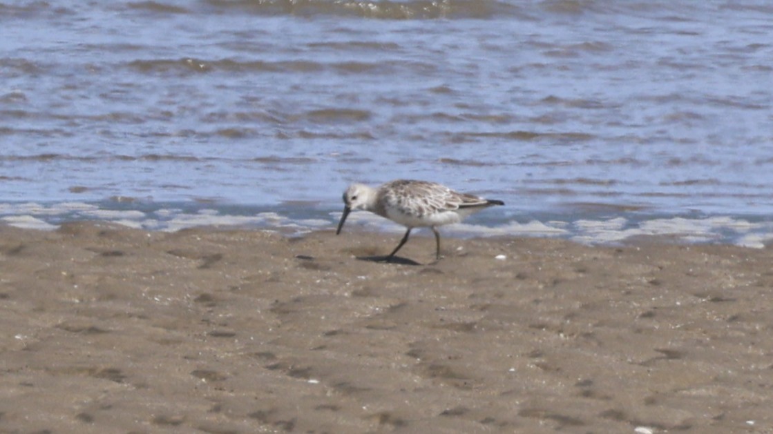 大濱鷸 - ML646251157