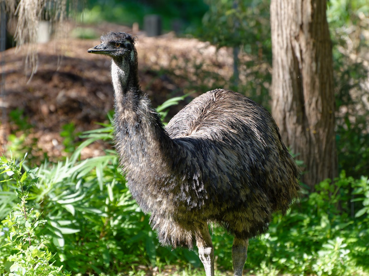 Emu - ML646251158