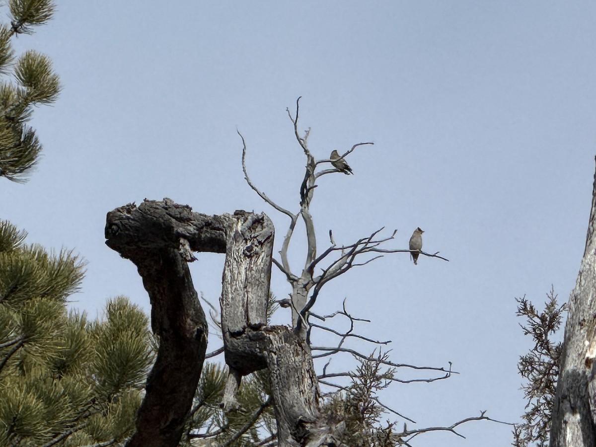 Ampelis Europeo - ML646251168