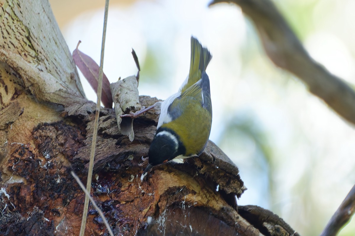 White-naped Honeyeater - ML646251183