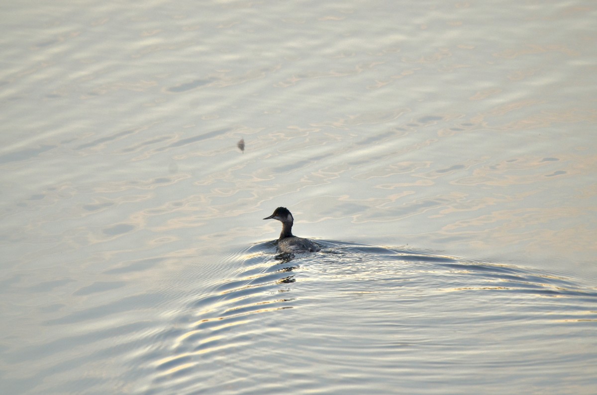 Eared Grebe - ML646251206