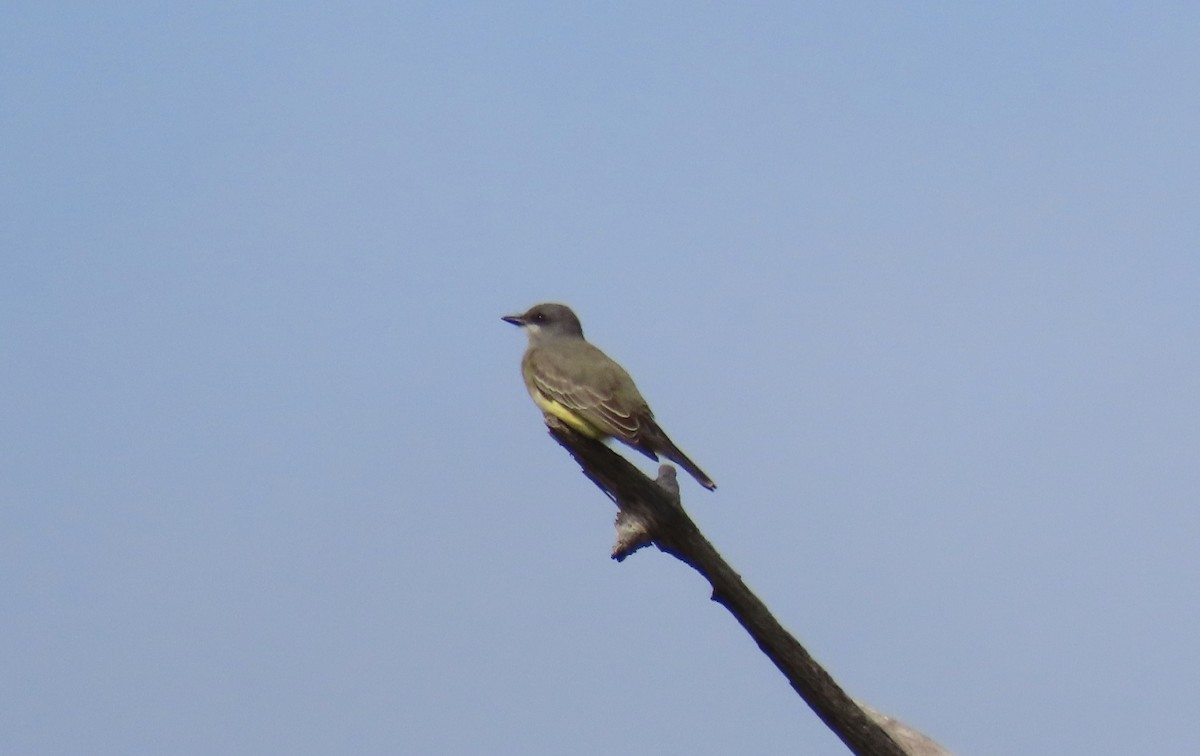 Cassin's Kingbird - ML646251225