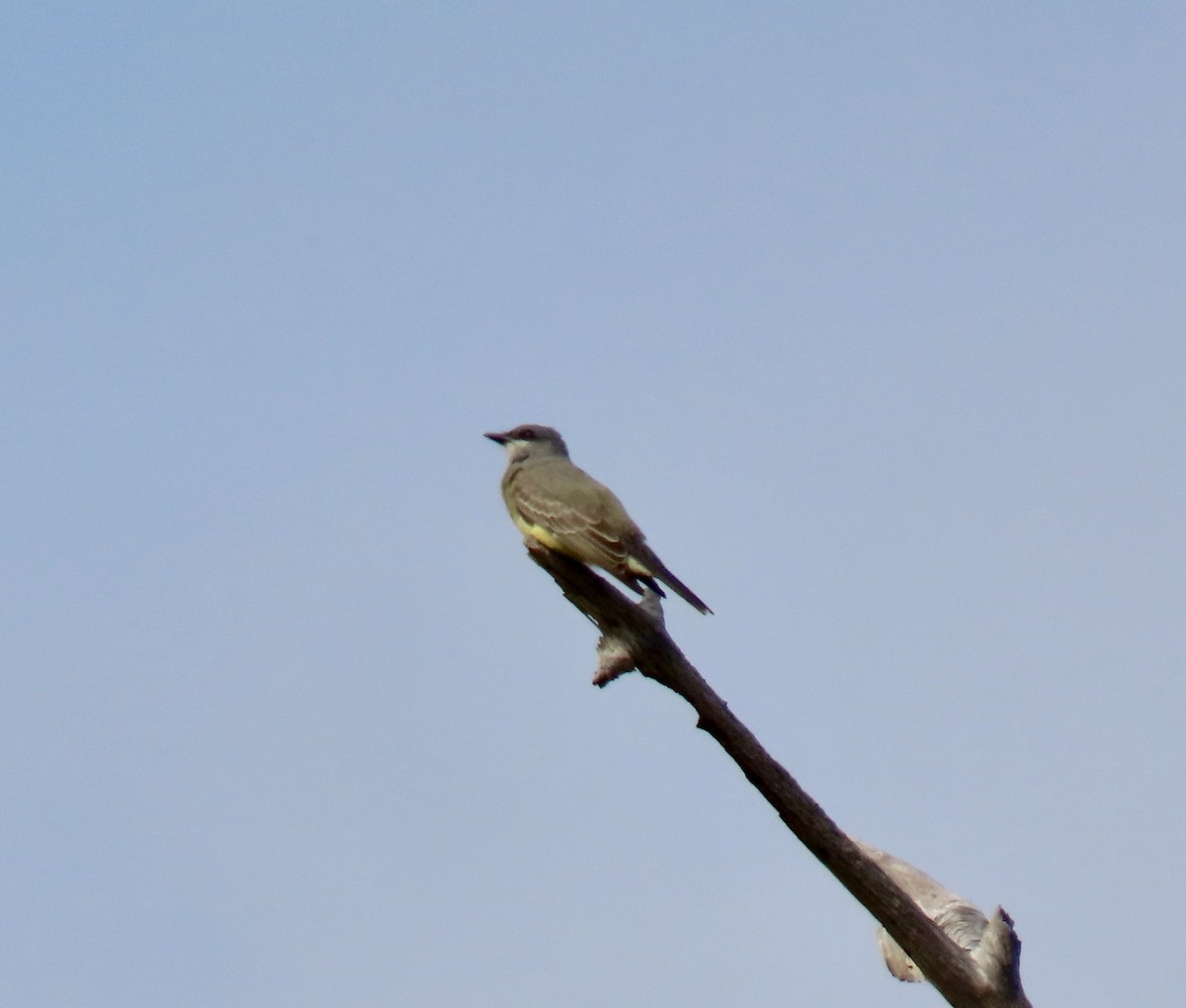 Cassin's Kingbird - ML646251226