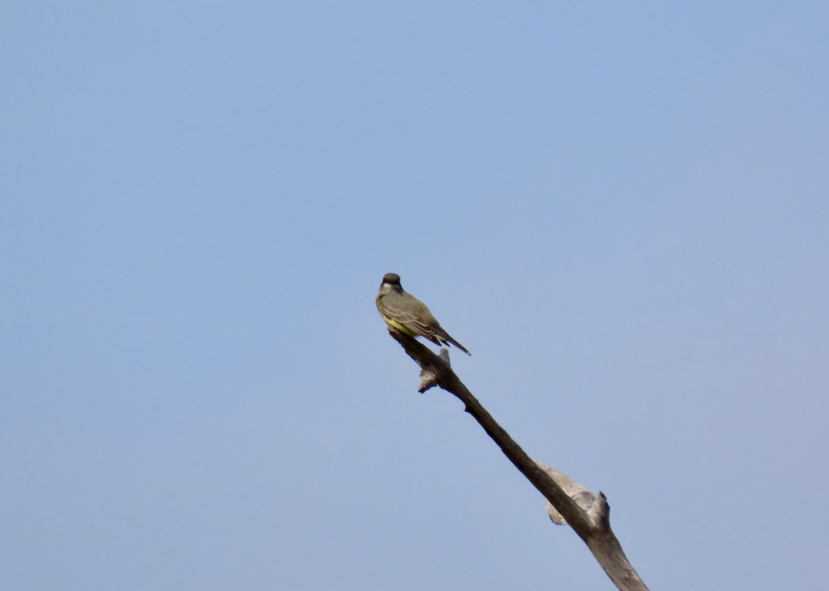 Cassin's Kingbird - ML646251228