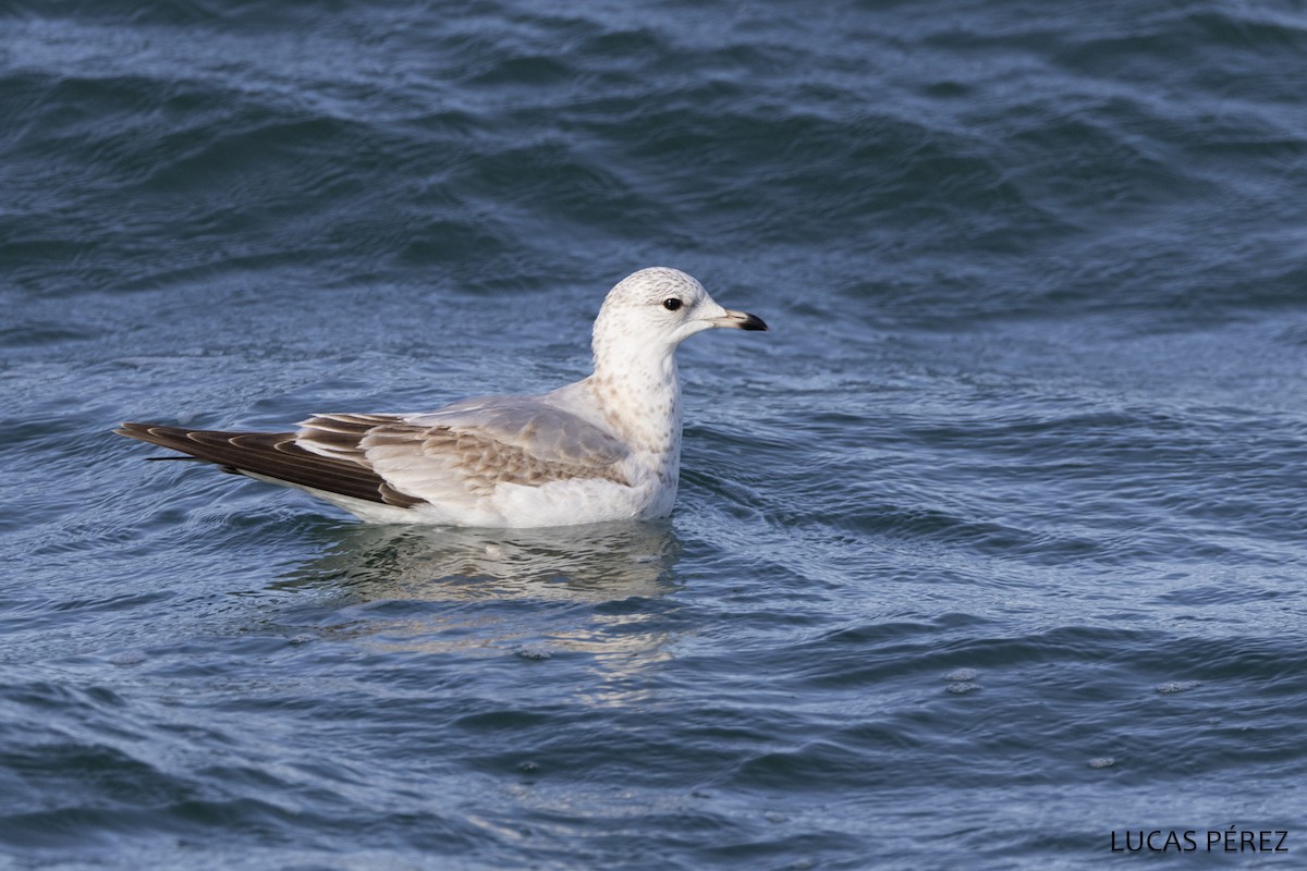 Common Gull - ML646251231