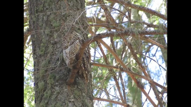 Spotted Owl - ML646251232