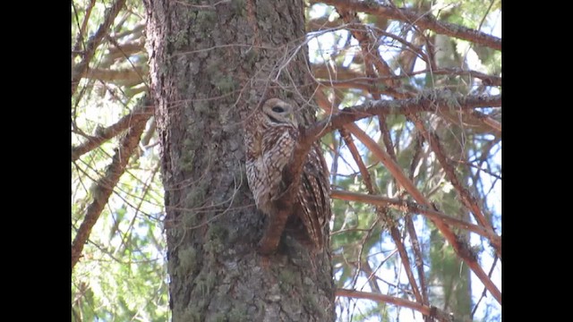 Spotted Owl - ML646251235