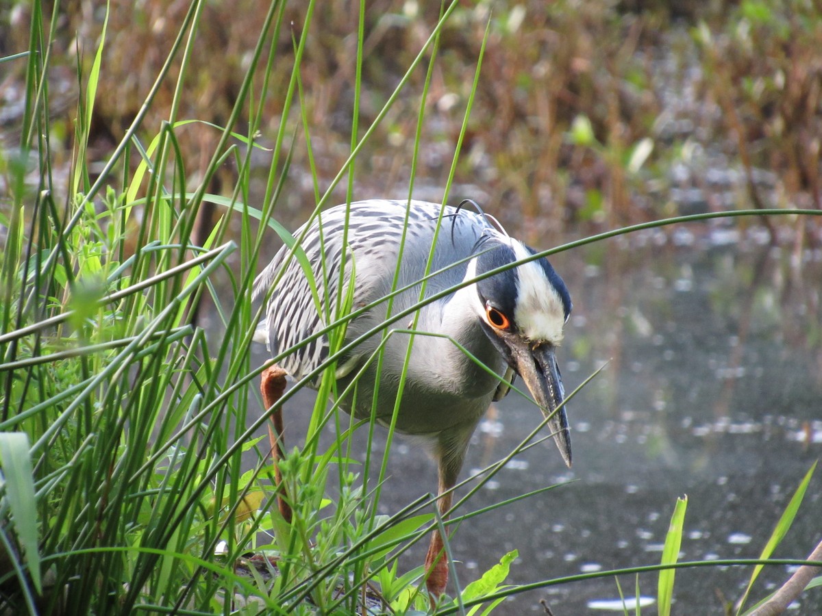 gulkronehegre - ML646251241