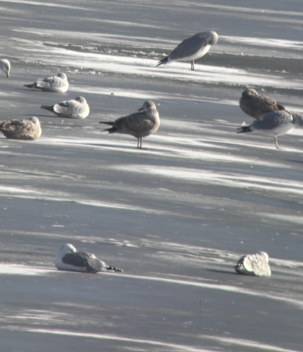 Lesser Black-backed Gull - ML646251247