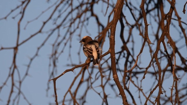 White-browed Sparrow-Weaver - ML646251249
