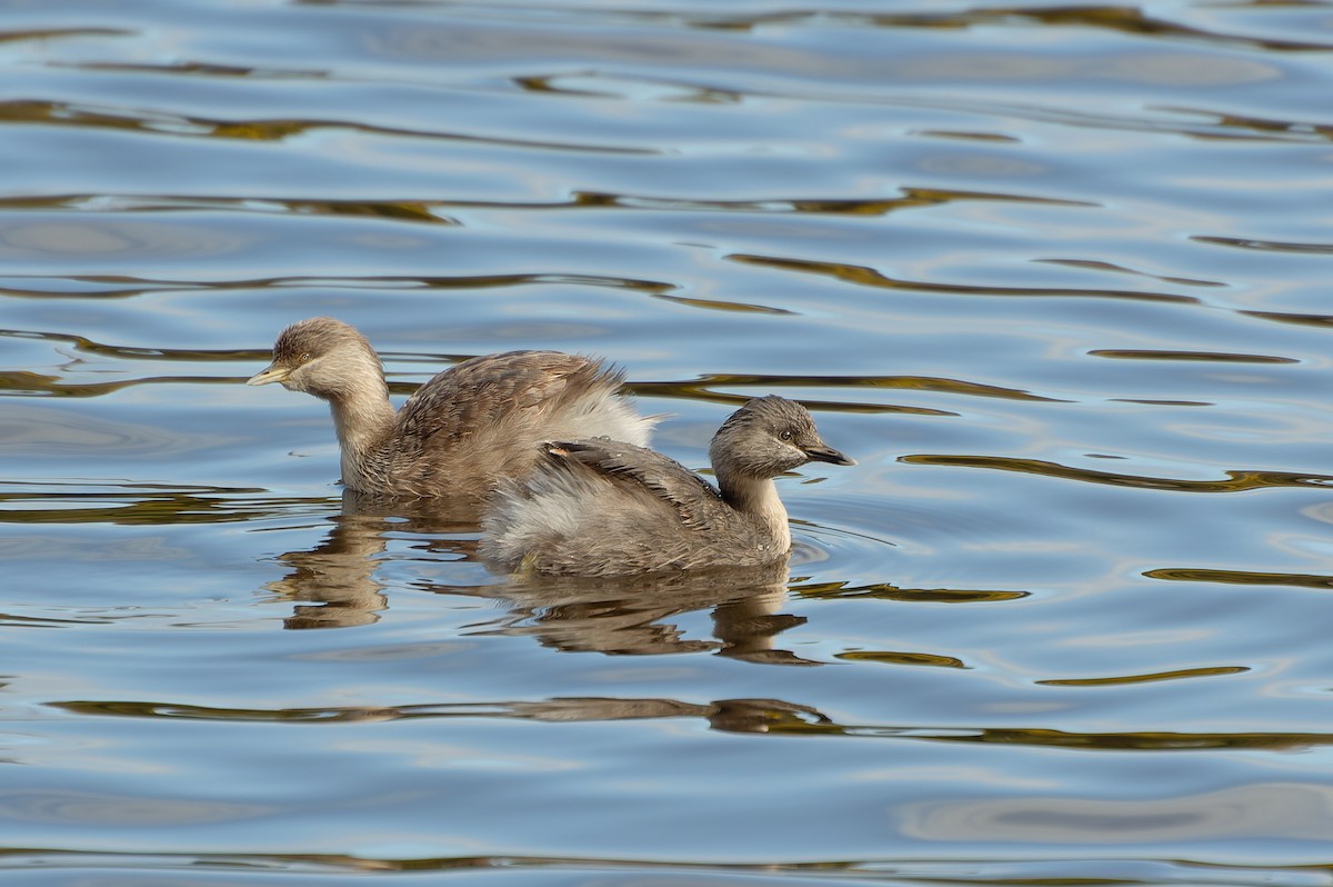Hoary-headed Grebe - ML646251251