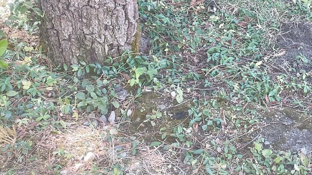 Dark-eyed Junco - ML646251256