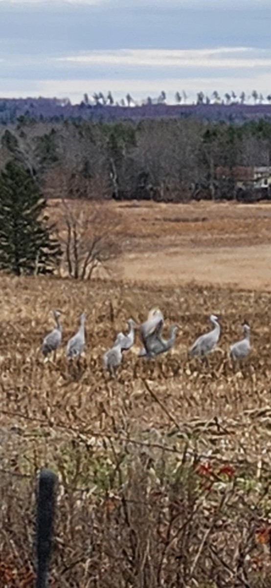 沙丘鶴 - ML646251260