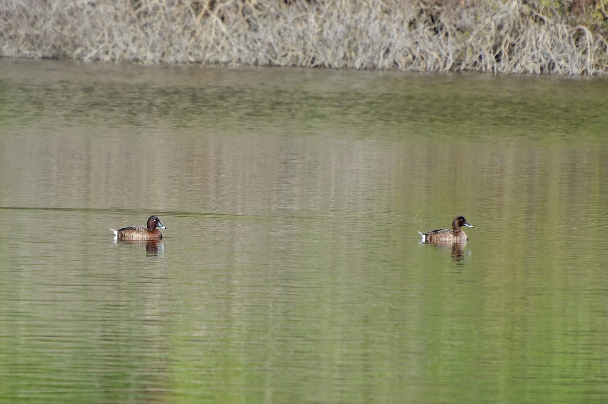 Hardhead - ML646251261