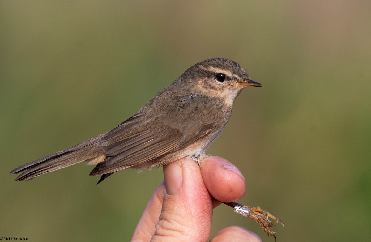 עלווית כהה - ML646251262
