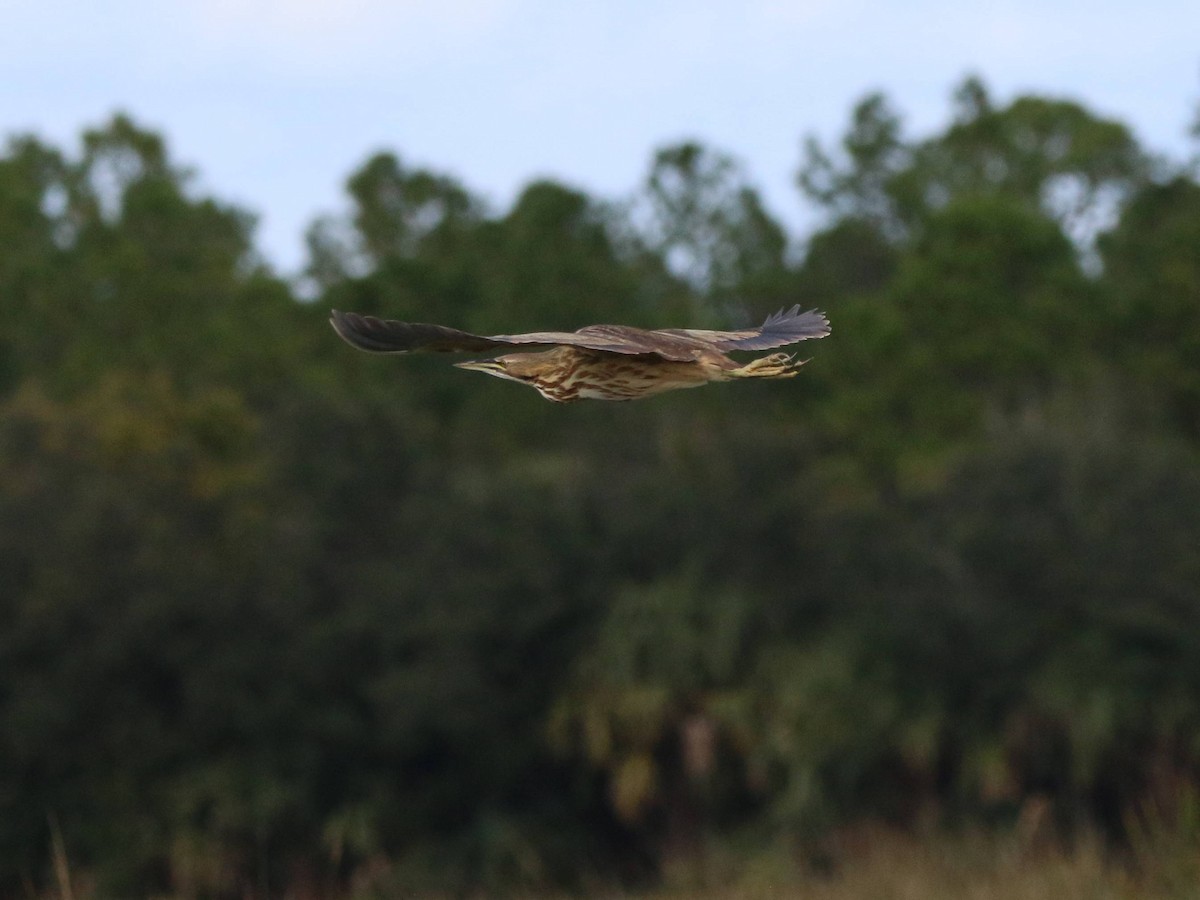 Американская выпь - ML646251264