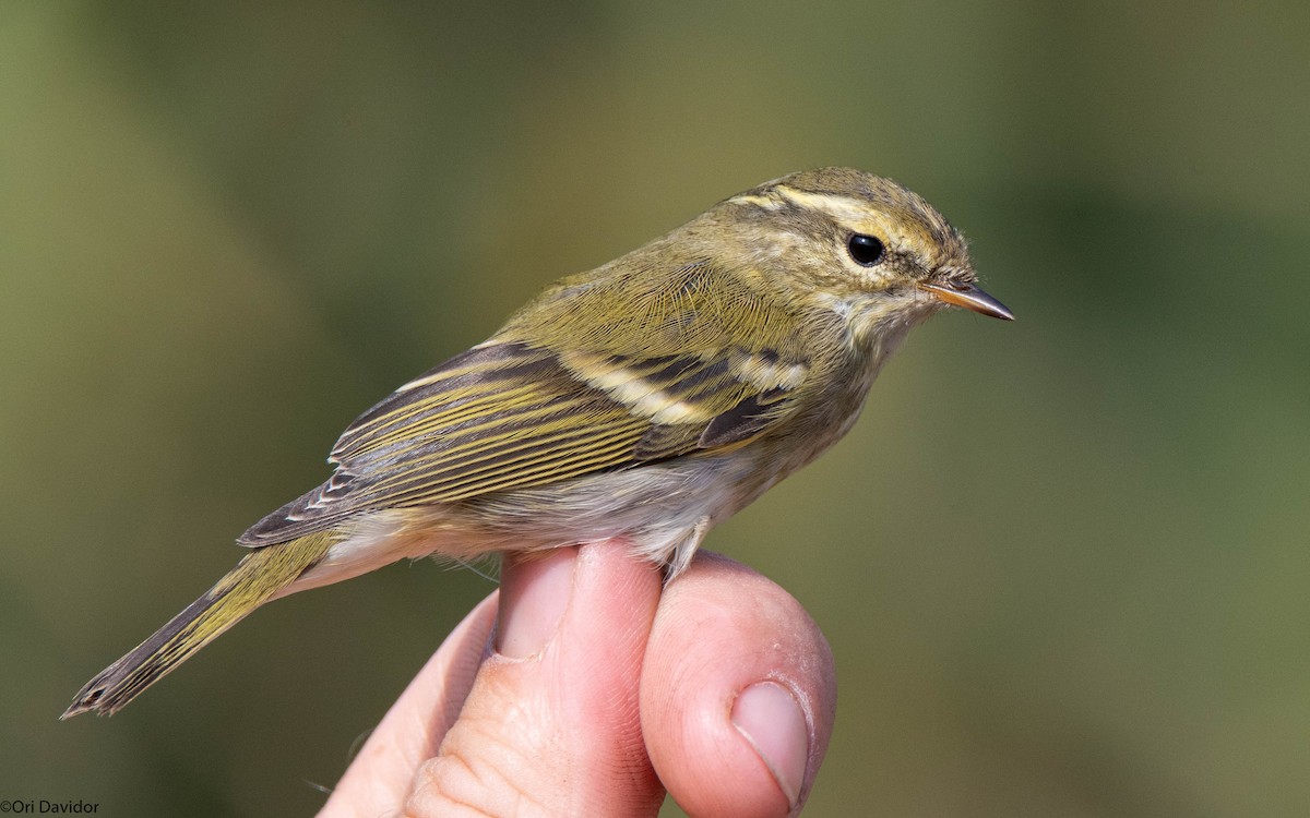 Yellow-browed Warbler - ML646251265