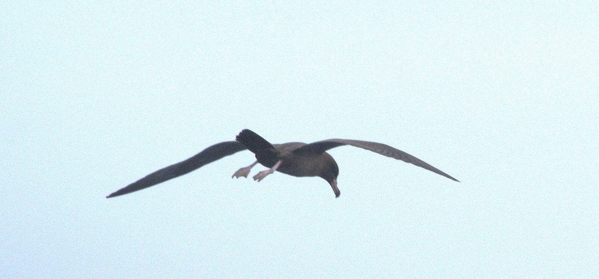 Flesh-footed Shearwater - ML646251267