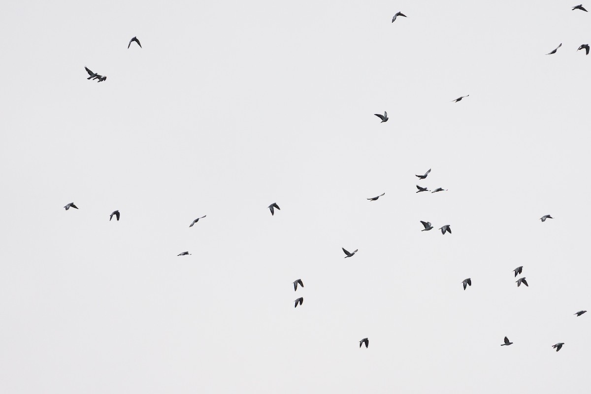 Stock Dove - ML646251271