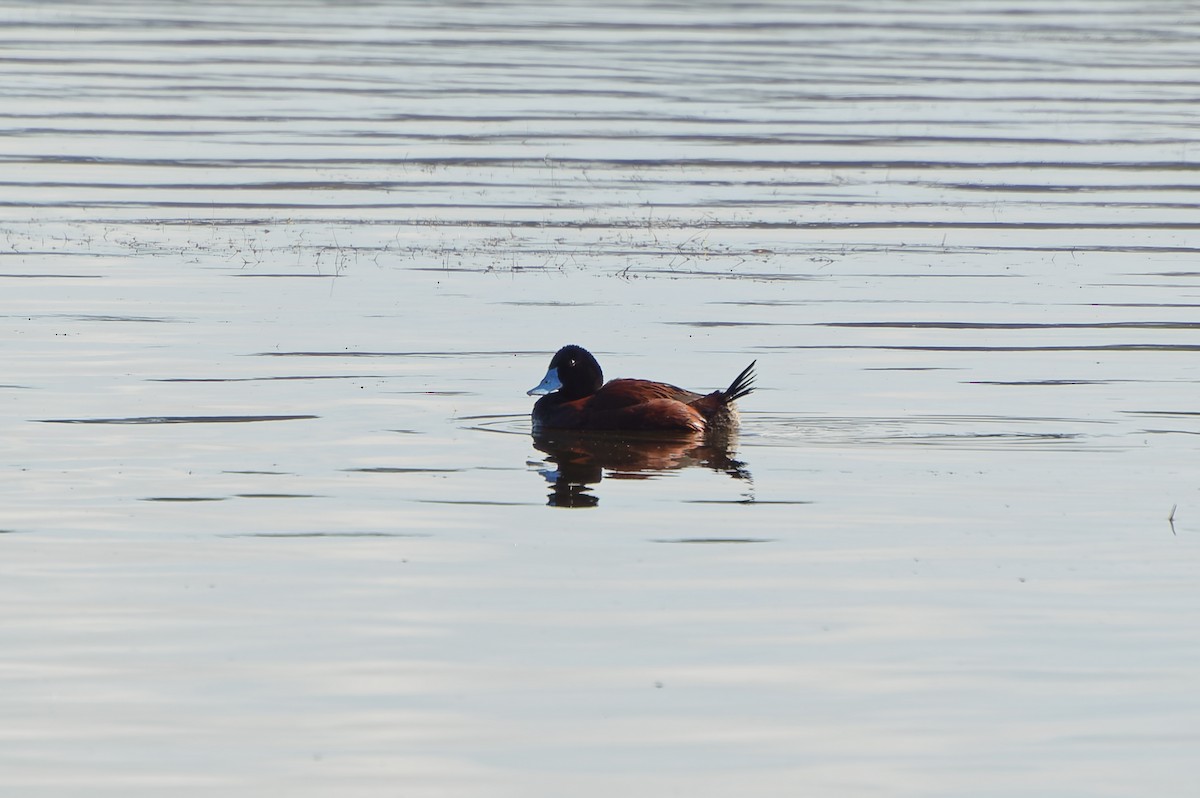 Blue-billed Duck - ML646251272