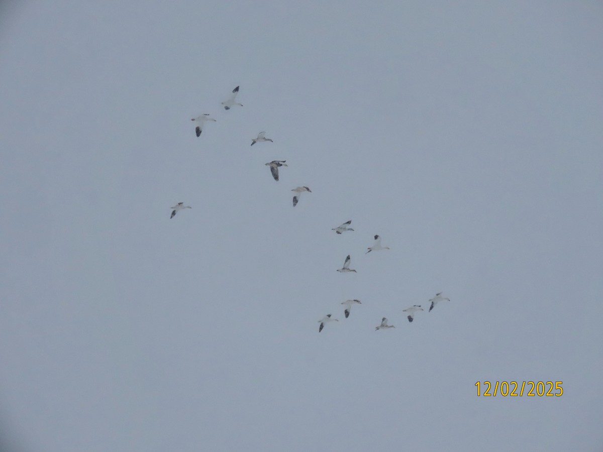 Snow Goose - ML646251274