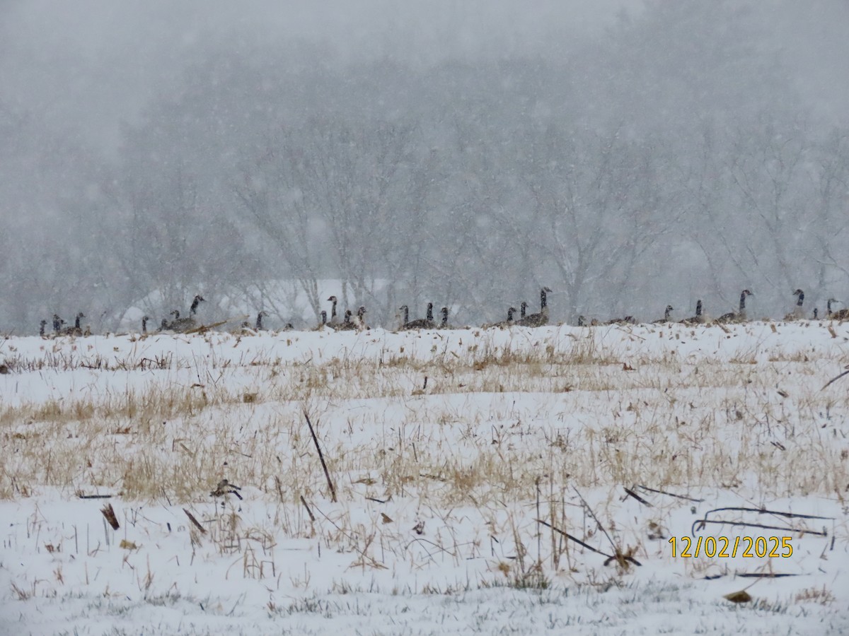 Canada Goose - ML646251301