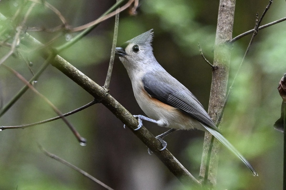 Grauhäubchenmeise - ML646251309