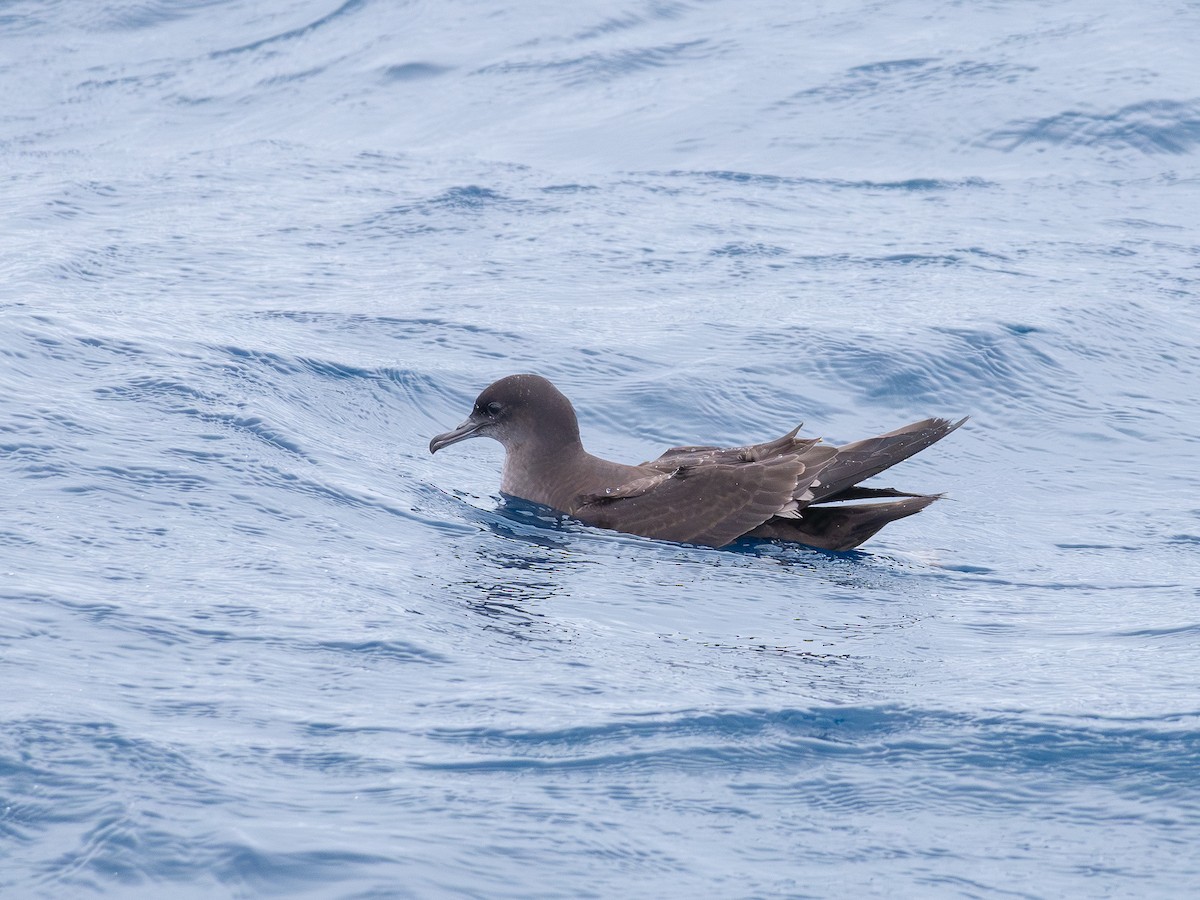 Short-tailed Shearwater - ML646251310