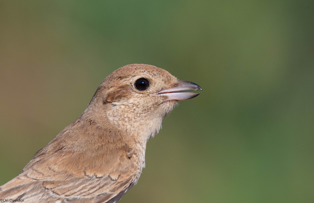 isabellavarsler - ML646251321