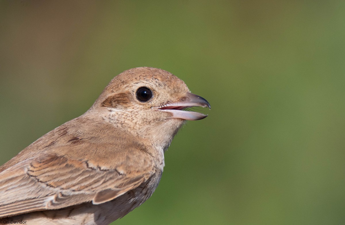 isabellavarsler - ML646251322