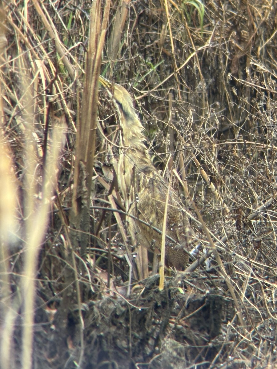 Американская выпь - ML646251324