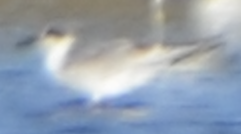 Forster's Tern - ML646251326