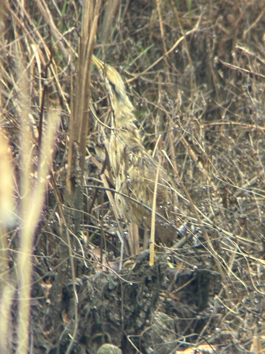 Американская выпь - ML646251327