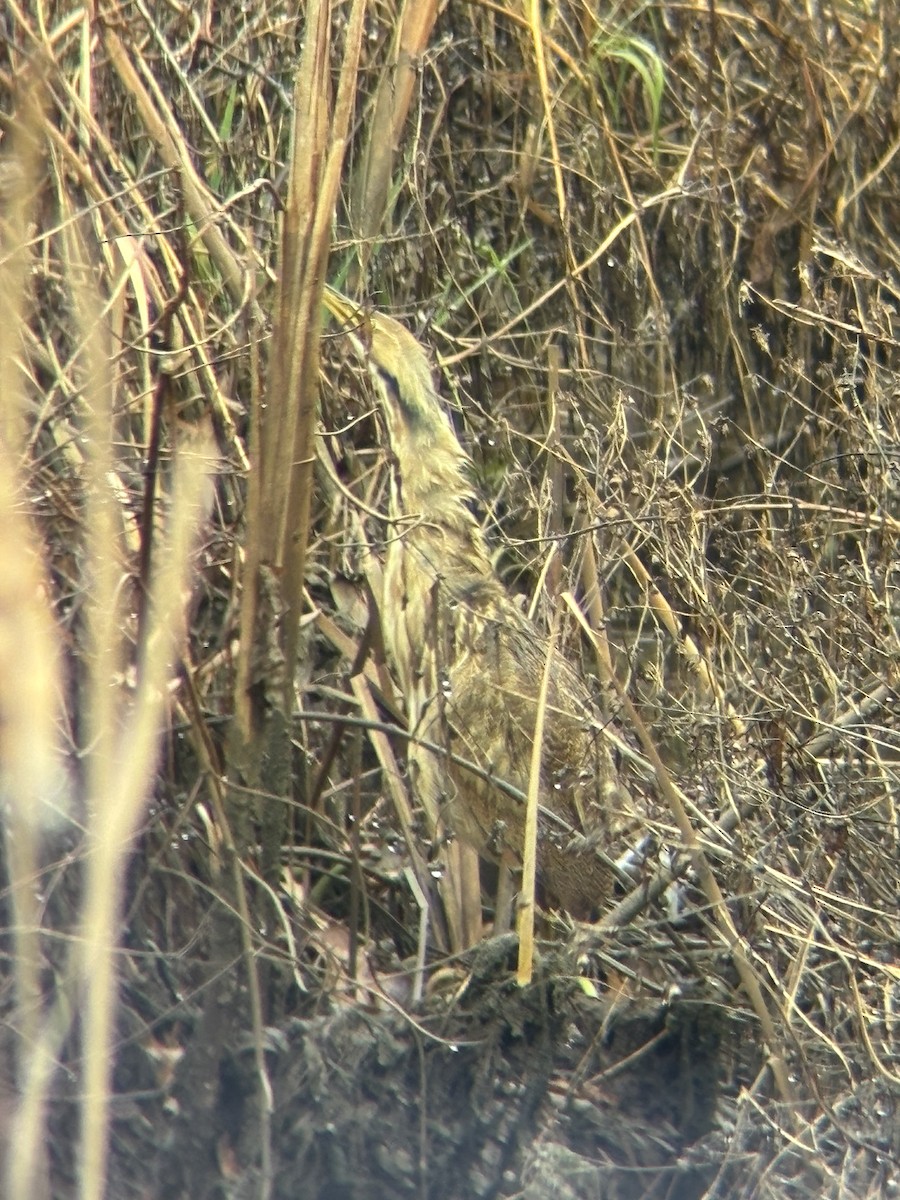 Американская выпь - ML646251328