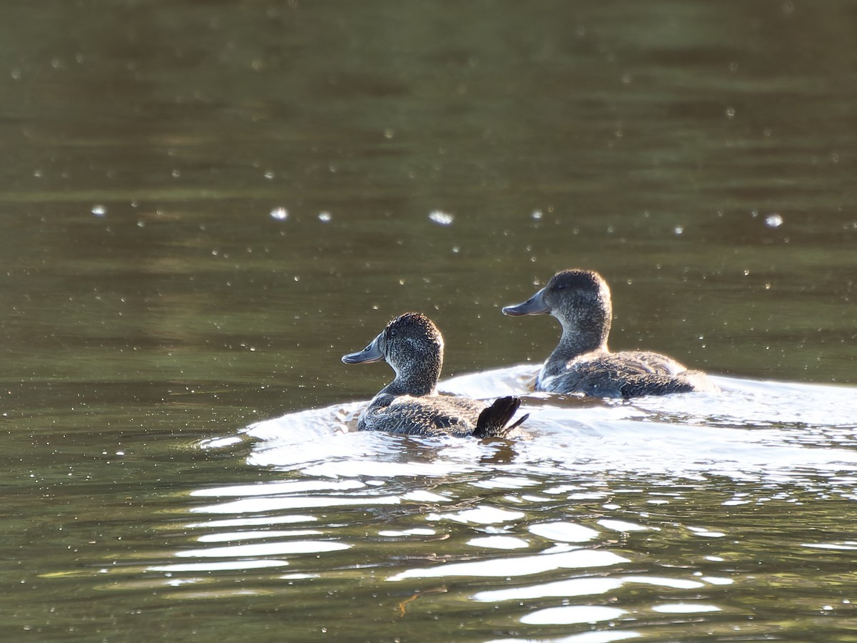 Blue-billed Duck - ML646251329