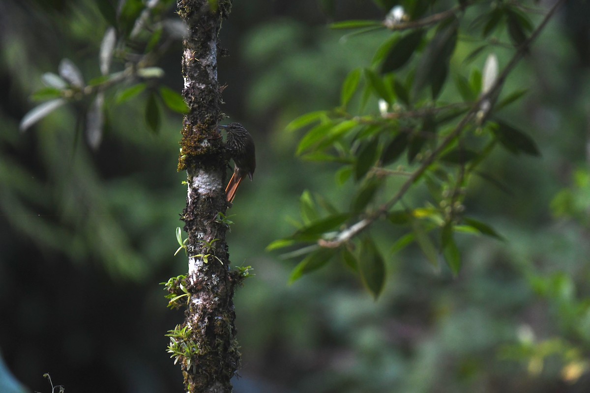 Дереволаз строкатоголовий - ML646251340