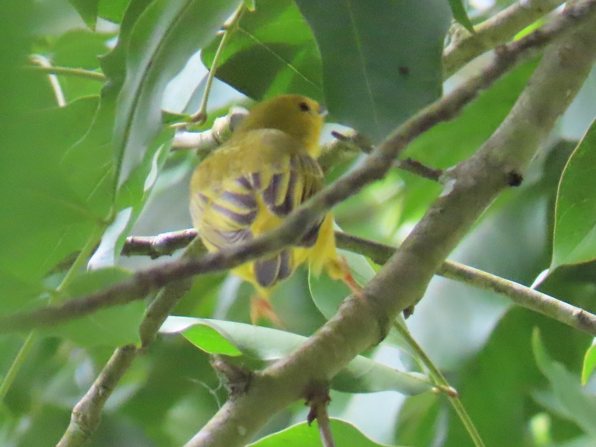 Mangrove Yellow Warbler (Panama) - ML646251342